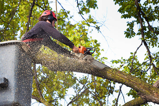 Seasonal Cleanup (Spring/Fall) in Lehighton, PA