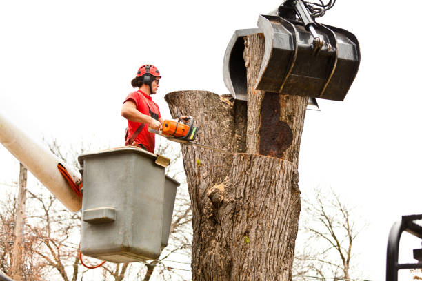 How Our Tree Care Process Works  in  Lehighton, PA